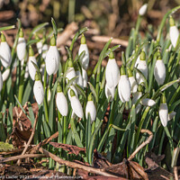 Buy canvas prints of Flowering wild snowdrops by Richard Laidler