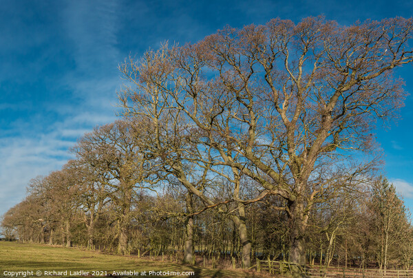 Thorpe Oaks on Parade Picture Board by Richard Laidler