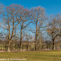 Buy canvas prints of Winter Oaks Panorama by Richard Laidler