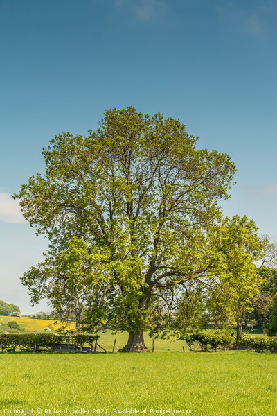 A mature Ash tree coming into leaf Picture Board by Richard Laidler