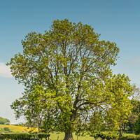 Buy canvas prints of A mature Ash tree coming into leaf by Richard Laidler