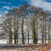 Buy canvas prints of Winter Sycamores at Wycliffe by Richard Laidler
