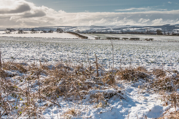 Towards Newsham from Wycliffe in Winter Picture Board by Richard Laidler