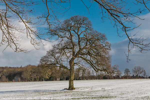 WOW - Winter Oak at Wycliffe Picture Board by Richard Laidler