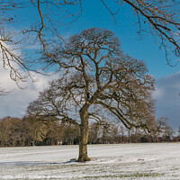 Buy canvas prints of WOW - Winter Oak at Wycliffe by Richard Laidler