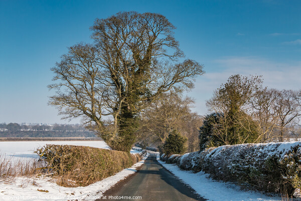 Thorpe Sycamore in Snow Picture Board by Richard Laidler