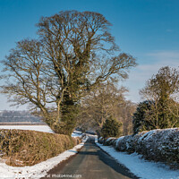 Buy canvas prints of Thorpe Sycamore in Snow by Richard Laidler