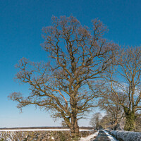 Buy canvas prints of Thorpe Oak in Snow by Richard Laidler