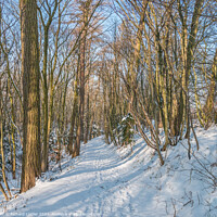 Buy canvas prints of Winter Woodland at Wycliffe by Richard Laidler