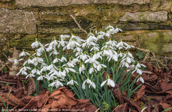 Roadside Snowdrops Feb 2021 (2) Picture Board by Richard Laidler