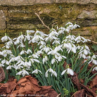 Buy canvas prints of Roadside Snowdrops Feb 2021 (2) by Richard Laidler