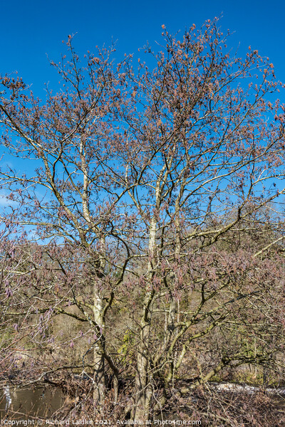 Alder Tree with Catkins Picture Board by Richard Laidler