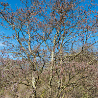 Buy canvas prints of Alder Tree with Catkins by Richard Laidler
