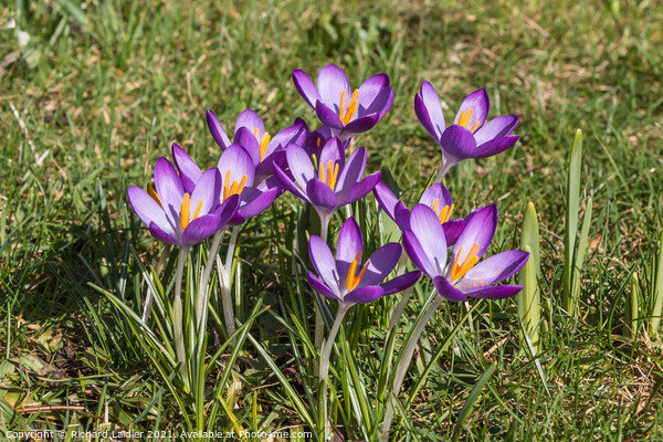 Spring Cheer - Flowering Purple Crocus  Picture Board by Richard Laidler