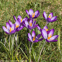 Buy canvas prints of Spring Cheer - Flowering Purple Crocus  by Richard Laidler