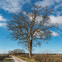 Buy canvas prints of Roadside Sycamore Tree Silhouette by Richard Laidler