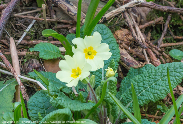 Flowering Wild Primrose Picture Board by Richard Laidler