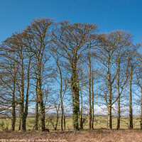 Buy canvas prints of Wycliffe Sycamores in Early Spring Sunshine by Richard Laidler