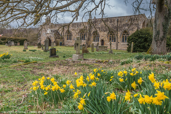 Daffodils in St Marys Parish Churchyard, Wycliffe, Teesdale Picture Board by Richard Laidler