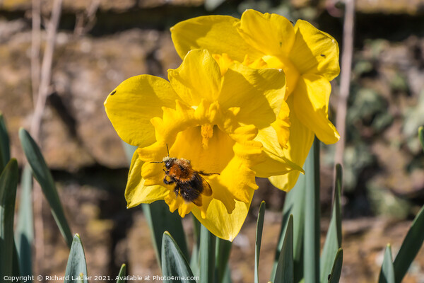 Daffodil With Bee Picture Board by Richard Laidler
