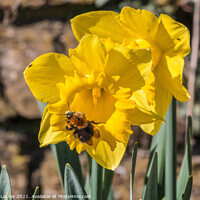 Buy canvas prints of Daffodil With Bee by Richard Laidler