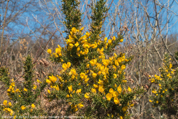 Flowering Gorse  Picture Board by Richard Laidler