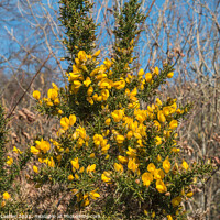 Buy canvas prints of Flowering Gorse  by Richard Laidler