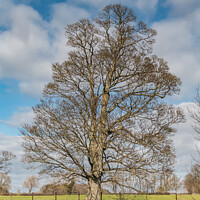 Buy canvas prints of Hutton Hall Sycamore Silhouette by Richard Laidler