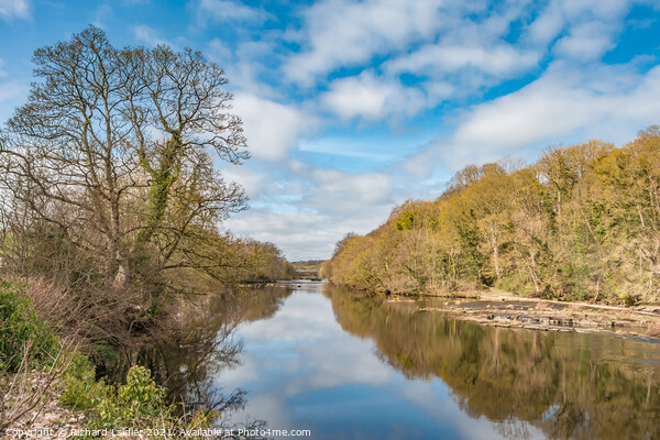 Spring Reflections on the River Tees at Wycliffe Picture Board by Richard Laidler