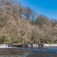 Buy canvas prints of Whorlton Cascades in Spring Sunshine by Richard Laidler