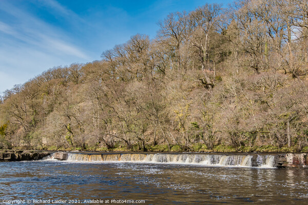Spring Sun on Whorlton Cascades Picture Board by Richard Laidler