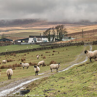 Buy canvas prints of Lingy Hill Farm Harwood, Upper Teesdale by Richard Laidler