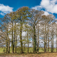 Buy canvas prints of Wycliffe Sycamores  by Richard Laidler