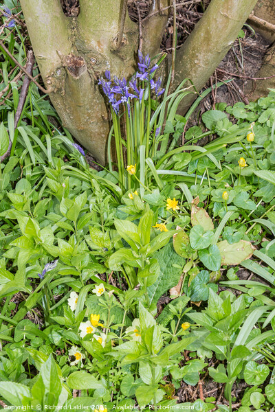 Bluebells, Celandines and Primroses Picture Board by Richard Laidler