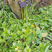 Buy canvas prints of Bluebells, Celandines and Primroses by Richard Laidler