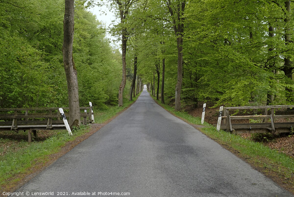 Vanishing point perspective - empty road through a forest Picture Board by Lensw0rld 