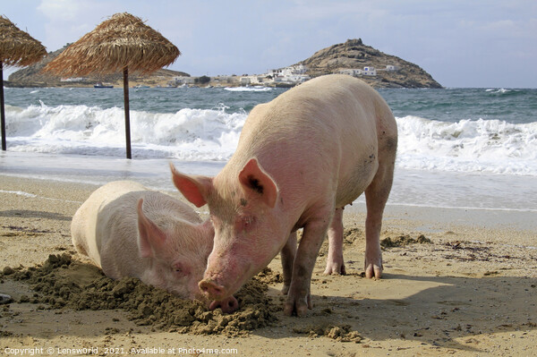 Two pigs relaxing at the beach - Mykonos, Greece Picture Board by Lensw0rld 