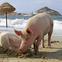 Buy canvas prints of Two pigs relaxing at the beach - Mykonos, Greece by Lensw0rld 