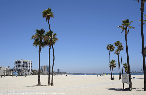 Palm trees at Long Beach, LA, California Picture Board by Lensw0rld 