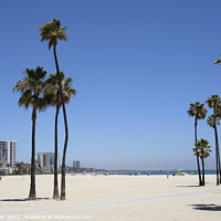 Buy canvas prints of Palm trees at Long Beach, LA, California by Lensw0rld 