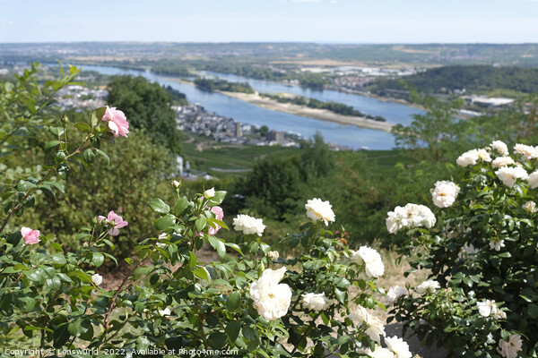 View over the vineyards in the beautiful town of Rüdesheim Picture Board by Lensw0rld 