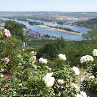 Buy canvas prints of View over the vineyards in the beautiful town of Rüdesheim by Lensw0rld 