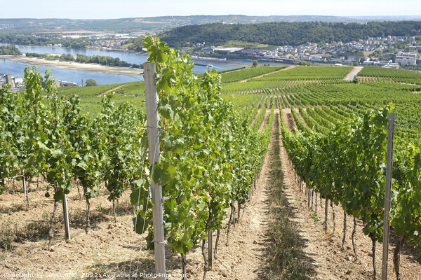 View over the vineyards in the beautiful town of Rüdesheim Picture Board by Lensw0rld 