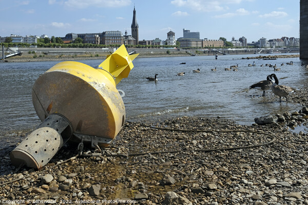 Climate change - severe drought in Düsseldorf, Germany Picture Board by Lensw0rld 
