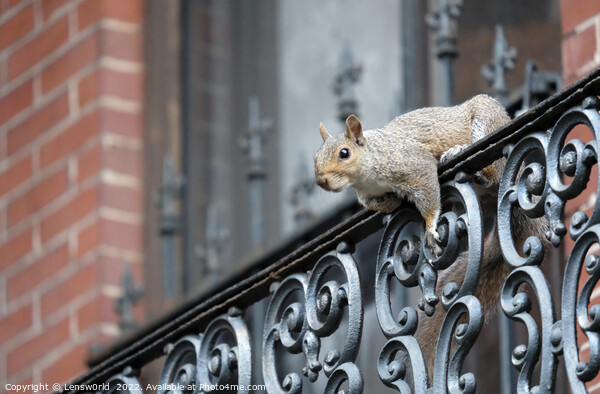 Squirrel climbing a balcony in Boston, MA Picture Board by Lensw0rld 