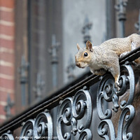 Buy canvas prints of Squirrel climbing a balcony in Boston, MA by Lensw0rld 