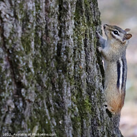 Buy canvas prints of Little chipmunk climbing a tree by Lensw0rld 