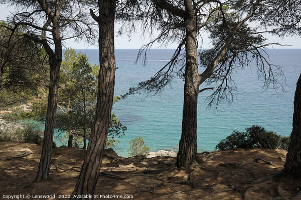 Looking out to the ocean from a forest along the Costa Brava coastline in Spain Picture Board by Lensw0rld 