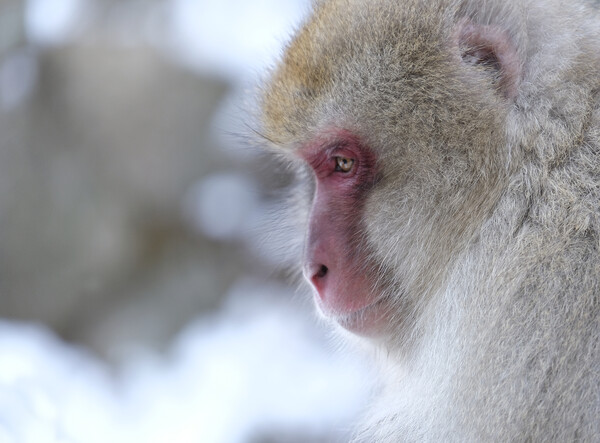 Snow monkey in Nagano prefecture, Japan Picture Board by Lensw0rld 
