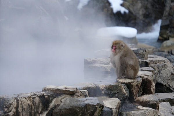 Snow monkey sitting on a rock Picture Board by Lensw0rld 